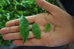 Loose leaf tea leaves ready for brewing
