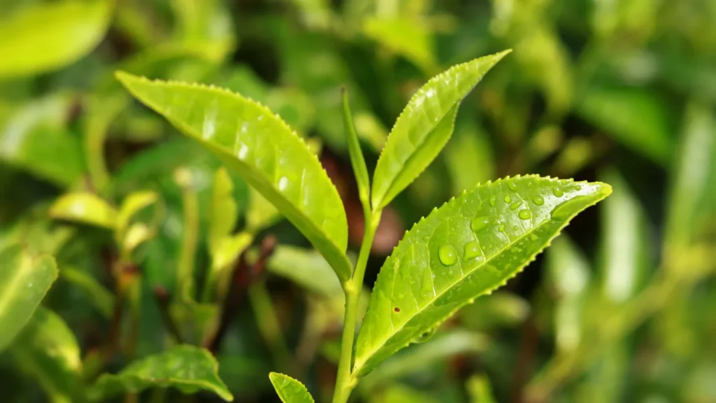 A close-up of fresh green tea leaves with water droplets on a tea plant, representing raw oolong tea leaves.