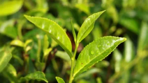 Read more about the article Oolong Tea Types Explained: Wuyi, Anxi, and Taiwan High Mountain