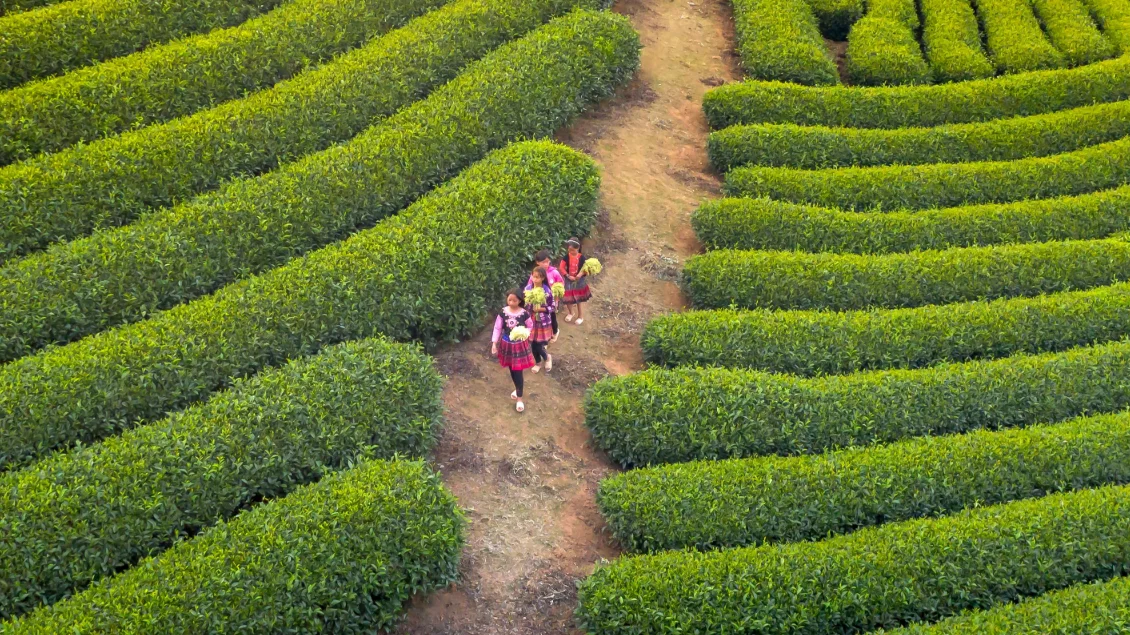 Tea plantation with workers Workers walking through a tea plantation