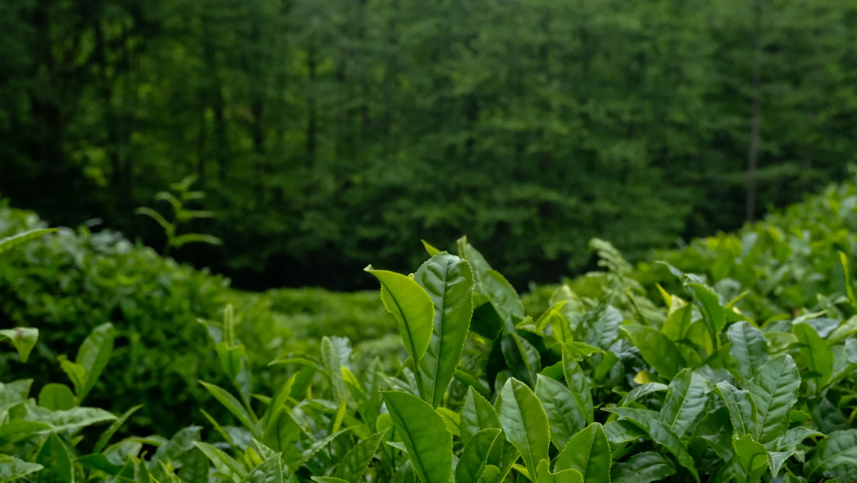 Fresh tea leaves on a tea plantation Fresh tea leaves growing on a tea plantation