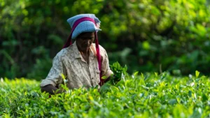 Read more about the article Cheap vs Expensive Tea: What Actually Changes?