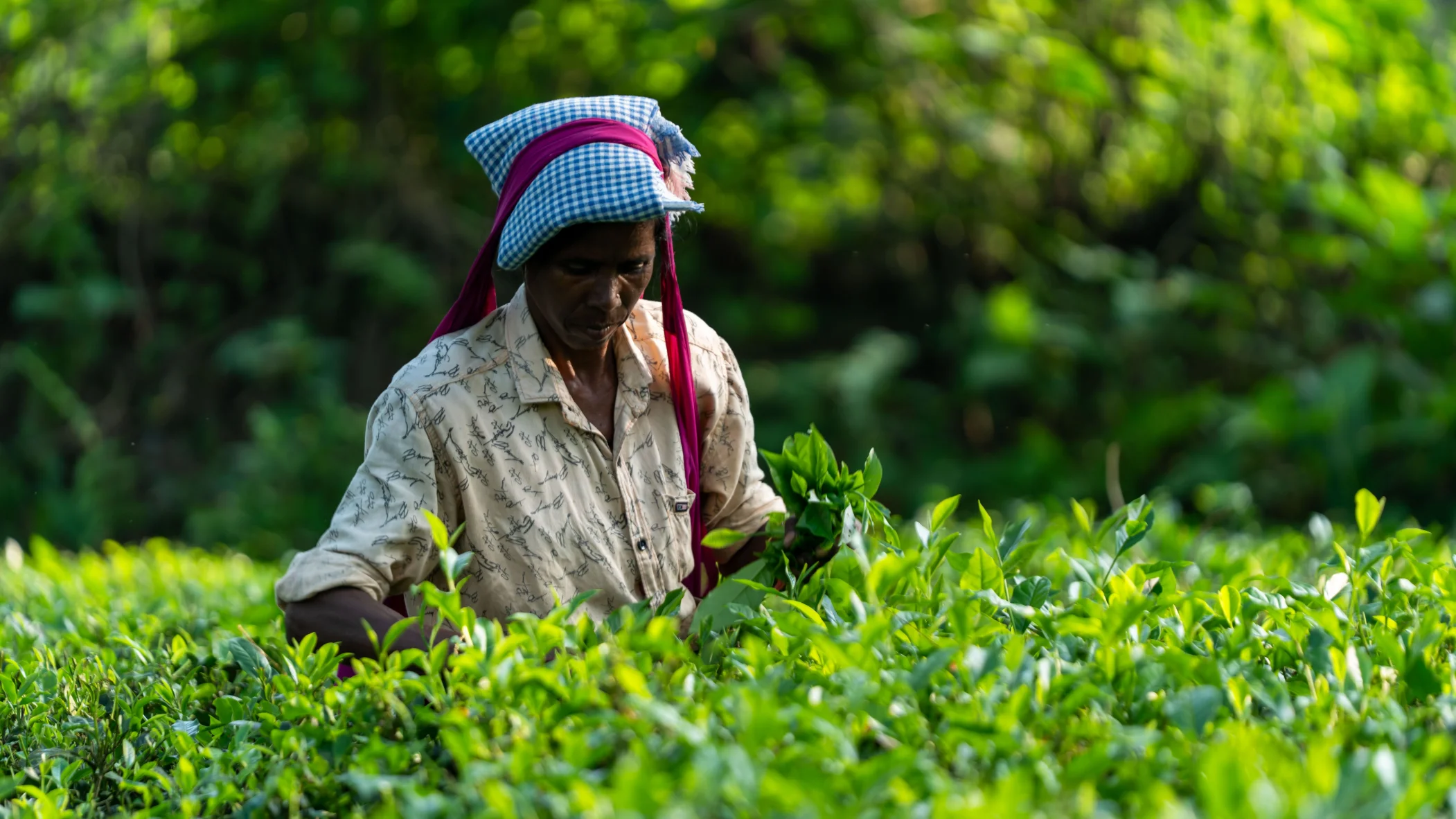 Tea plantation worker harvesting leaves A tea plantation worker harvesting fresh leaves